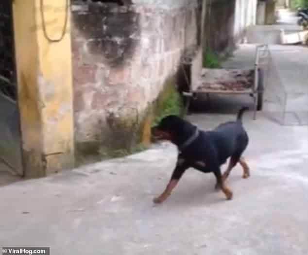 Rottweiler saves a man