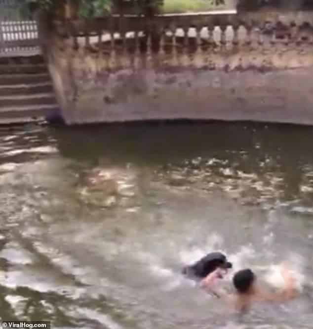 Rottweiler saves a man