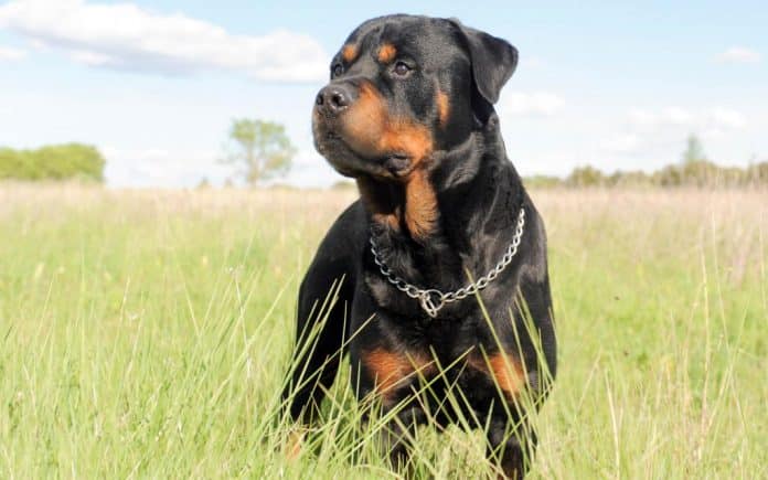capturing photogenic pictures of your Rottweiler