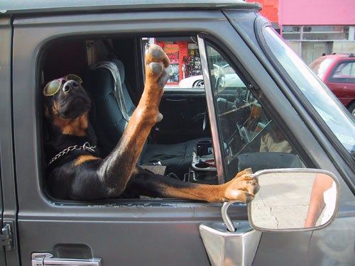 cruising with your Rottweiler