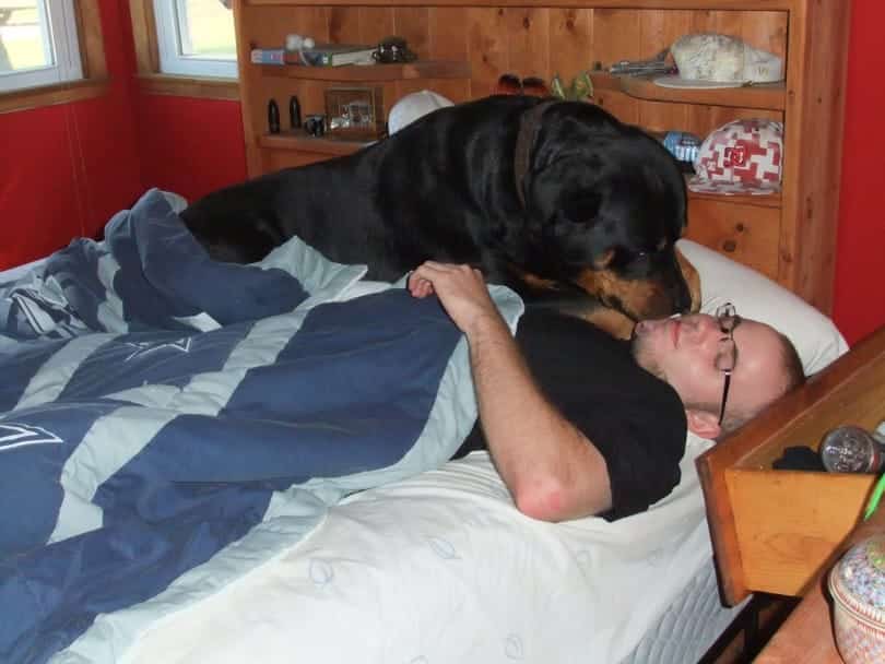 aren’t Rottweilers just the best breed ever