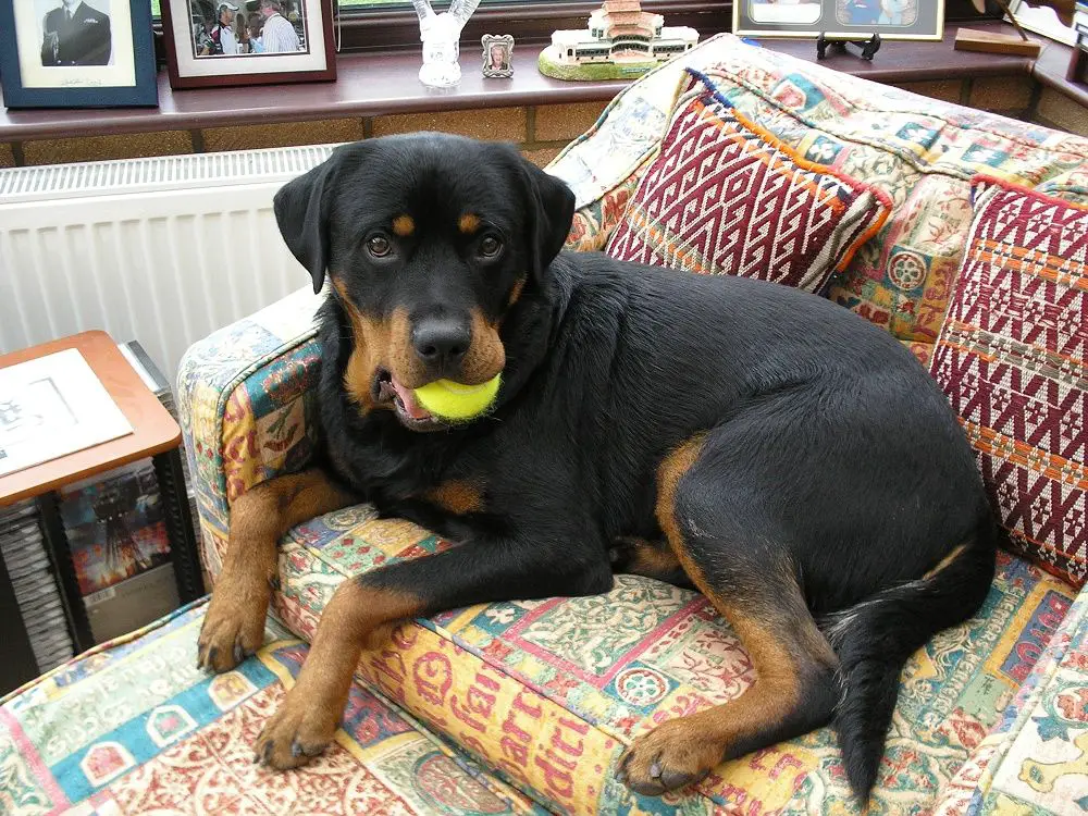 health of your Rottweiler