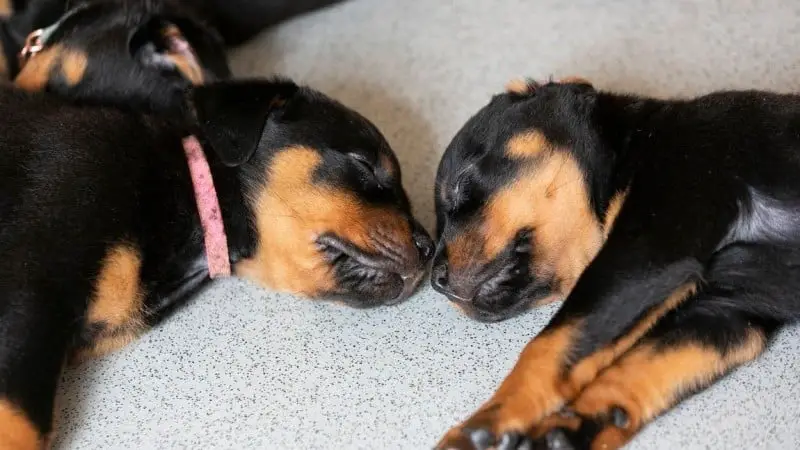 picking a Rottweiler pup