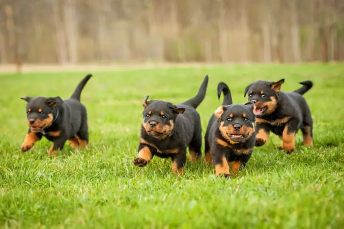 Keeping your Rottweiler positive