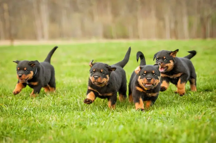 Keeping Your Rottweiler Positive And Cheerful Is Important Both For You And Them 1 Keeping your Rottweiler positive