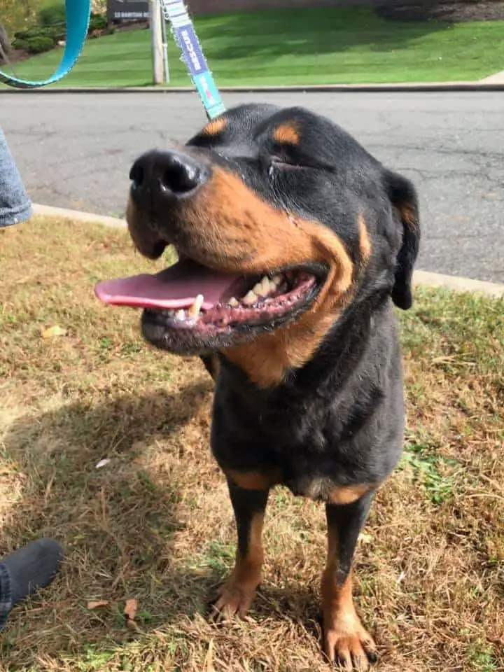 Rottweiler looking for a home