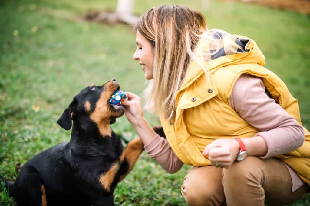 Agility training for your Rottie