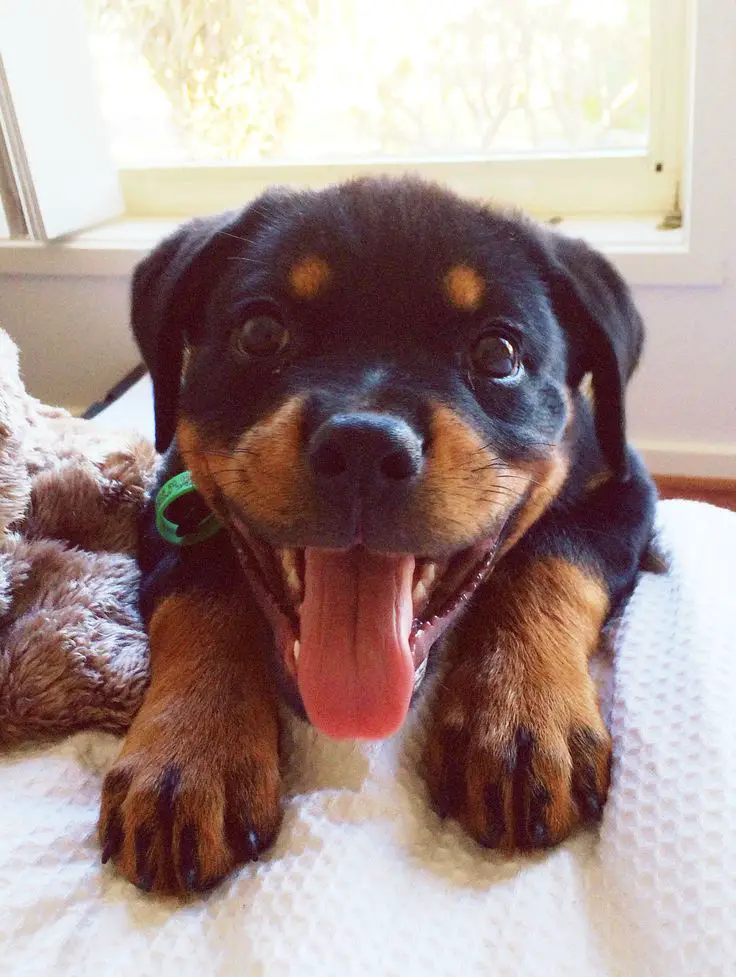 aren’t Rottweilers just the best breed ever