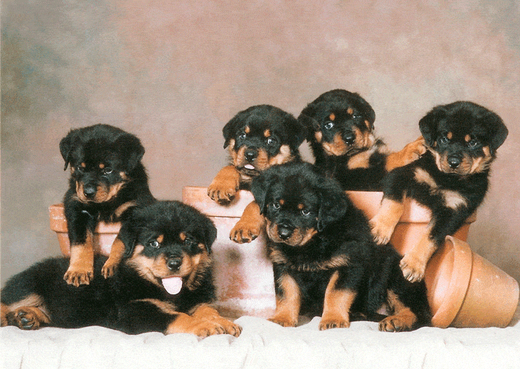 growing Rotties