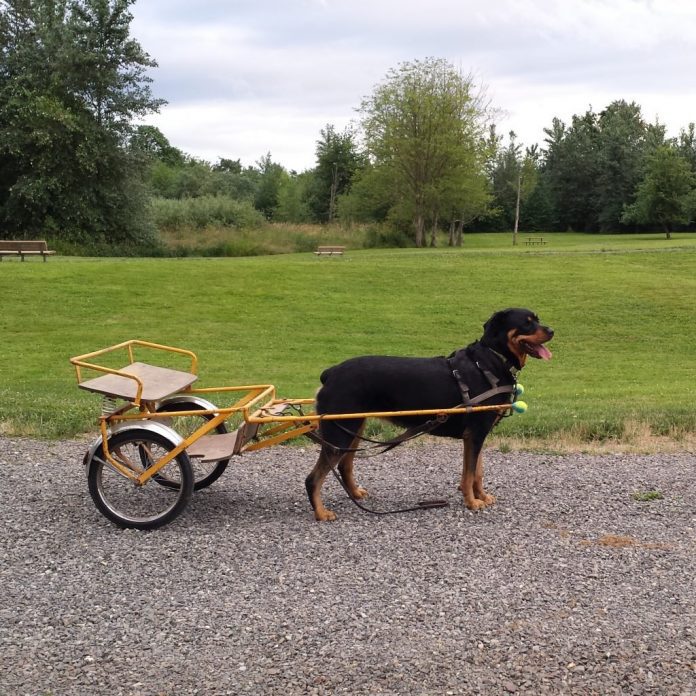 facts about Rottweilers that would make you fall in love with them