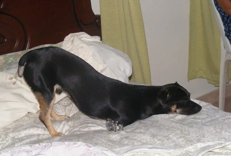 Docking A Rottweiler’s Tail: AKC Says Yes But Should You Go For It? 1 docking a Rottweiler’s tail