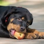 fruit treats for Rottweilers