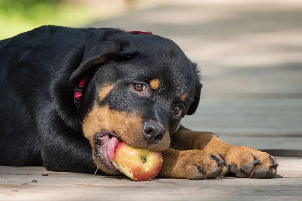 fruit treats for Rottweilers