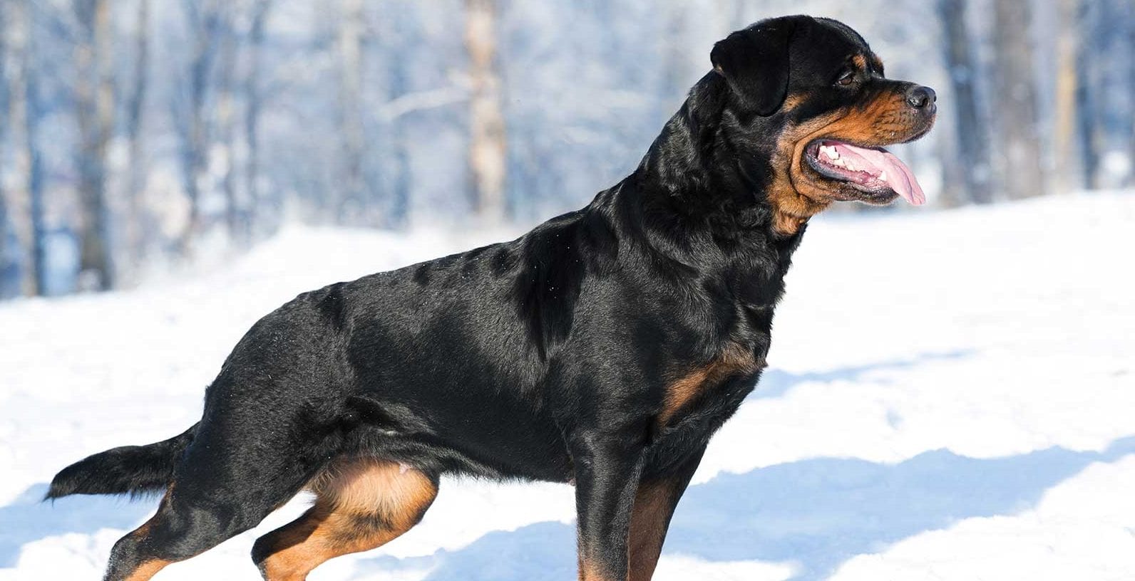 Rottweiler male