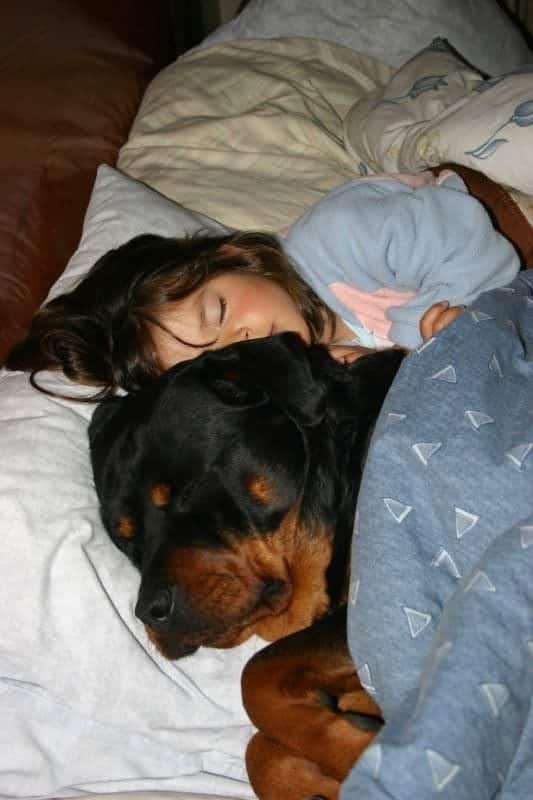 aren’t Rottweilers just the best breed ever