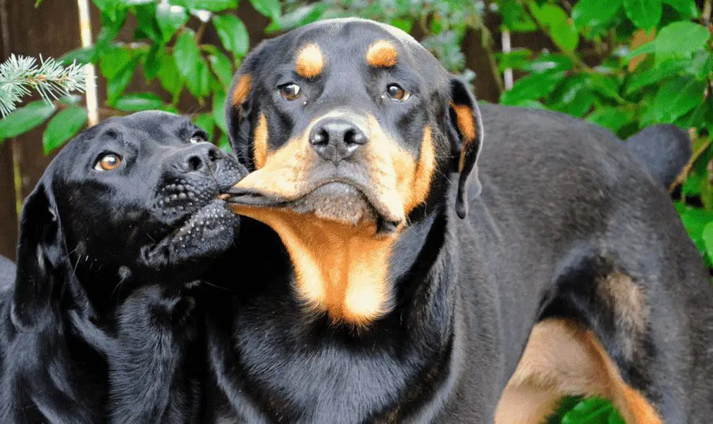 aren’t Rottweilers just the best breed ever