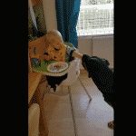 feeding the pet Rottie