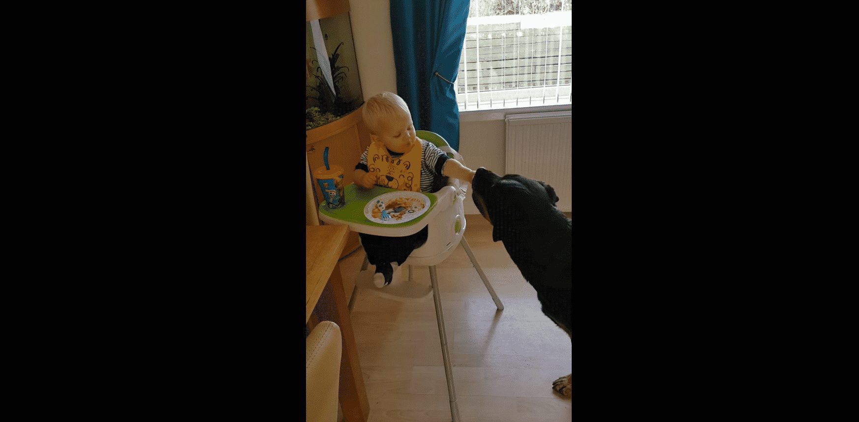 Watch How This Adorable Toddler Giggles When He Was Feeding The Pet Rottie Bronson 1 Watch How This Adorable Toddler Giggles When He Was Feeding The Pet Rottie Bronson