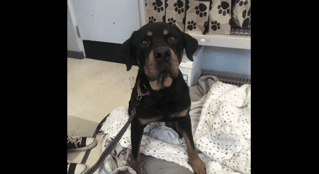 Rottweiler looking for a home
