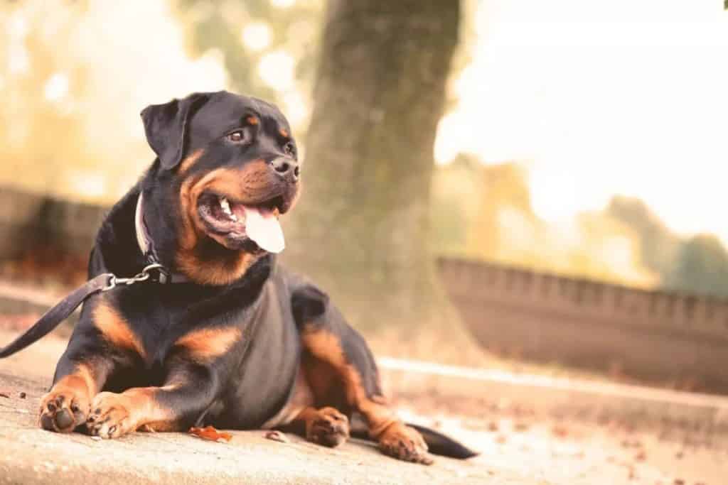 Do You Deal With An Aggressive Rottweiler When They're Taken Outdoors? 2 aggressive Rottweiler