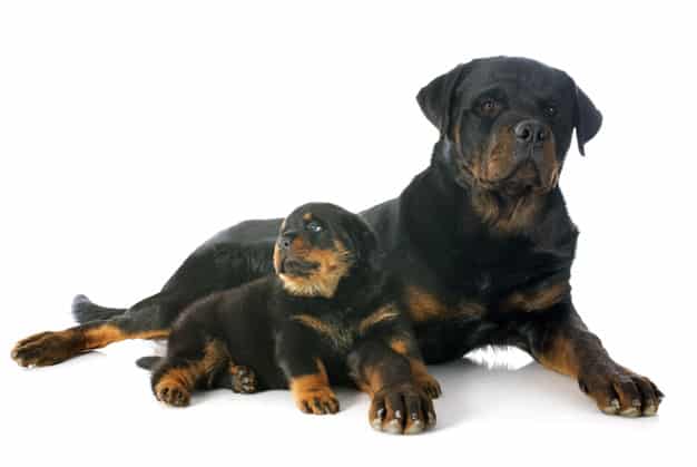 raising your Rottweiler