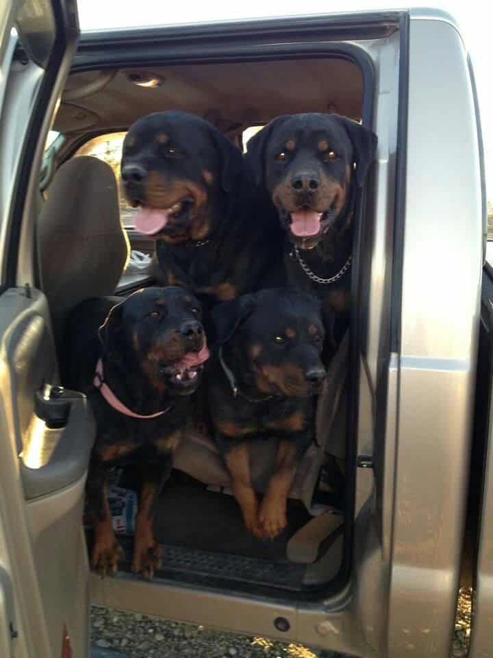 Remember These 4 Things Before You Hit the Road With Your Rottweiler 1 hit the road with your Rottweiler