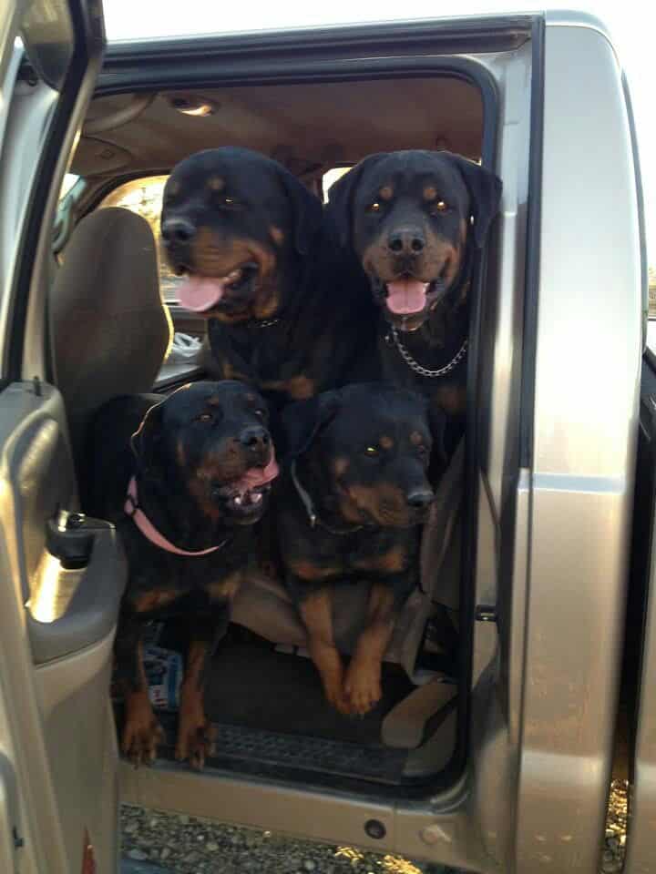 hit the road with your Rottweiler