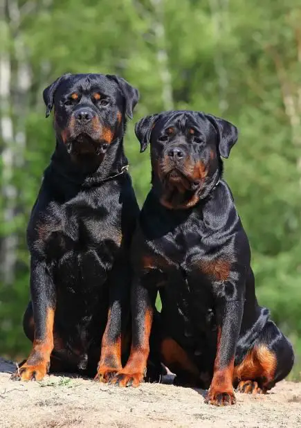 aren’t Rottweilers just the best breed ever