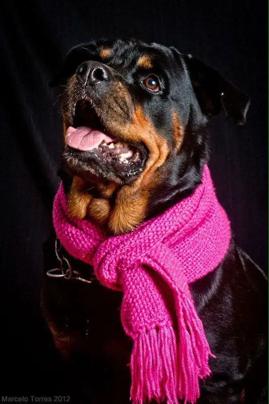 capturing photogenic pictures of your Rottweiler