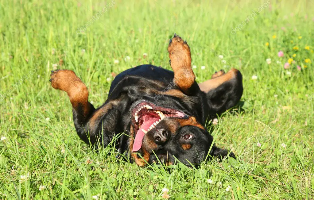 Keeping your Rottweiler positive