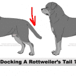 docking a Rottweiler’s tail