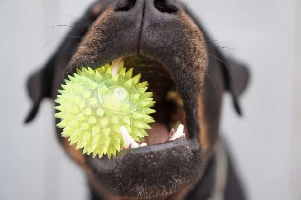 Take Care Of Your Rottweiler: A Few Tips To Keep Them Happy And Healthy 1 take care of your rottweiler
