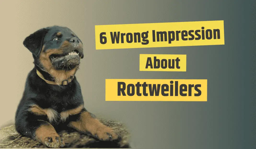 wrong impressions about Rottweilers