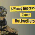 wrong impressions about Rottweilers
