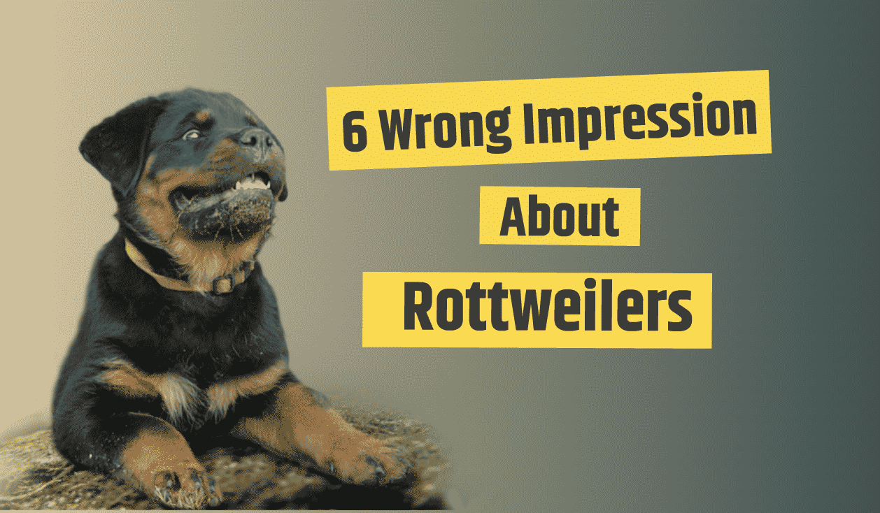 6 Wrong Impressions About Rottweilers: Let’s Clear The Air Beforehand