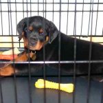 crate training your Rottweiler