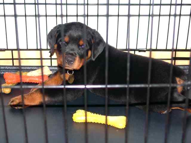 crate training your Rottweiler