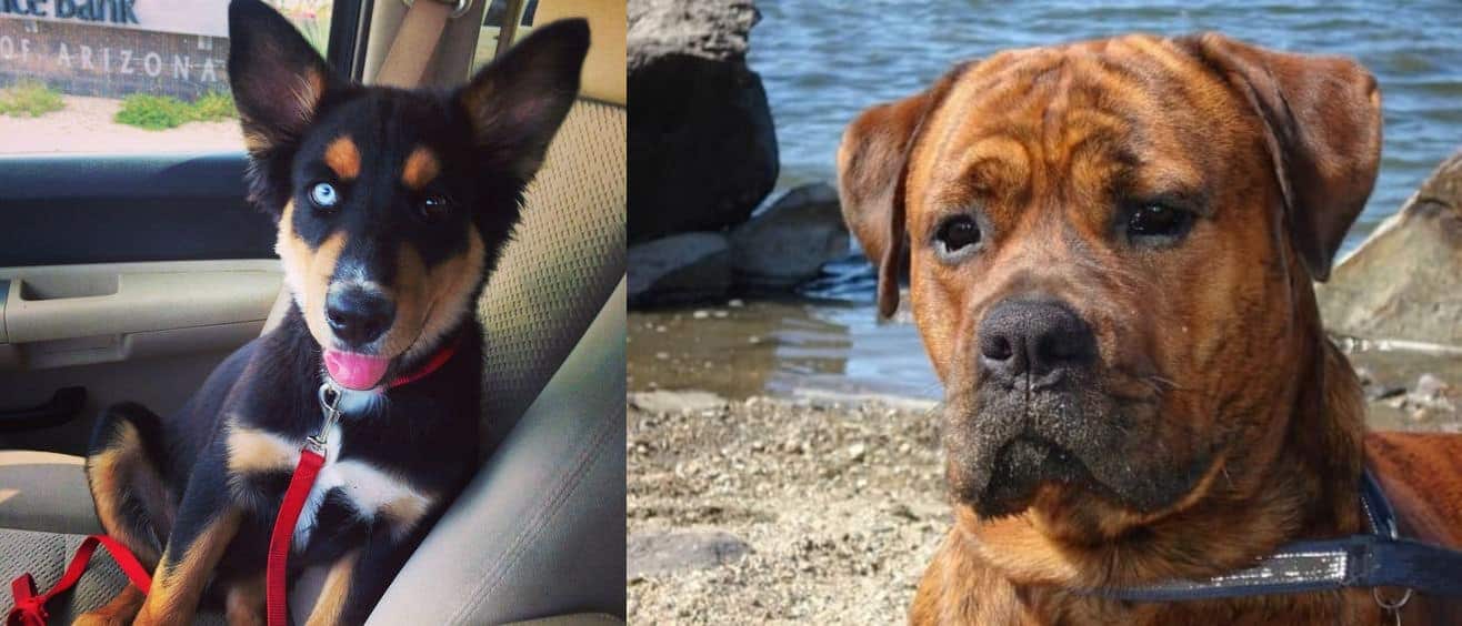 These Mixed Breed Rotties Are The Real Winners: 10 Best Rottweiler Hybrids