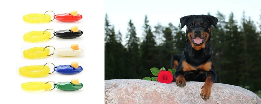 Start Training Your Rottie With The Sound Of A Clicker 2 sound of a clicker