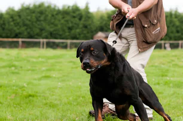 aggressive Rottweiler