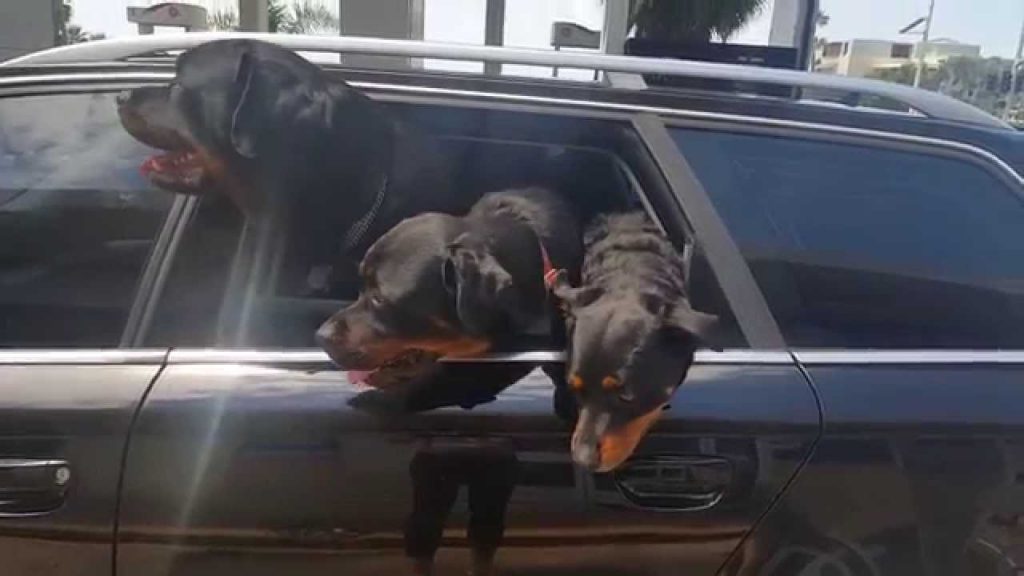 Rottweiler Road Trip: 4 Safety Checks Before You Leave 10 hit the road with your Rottweiler