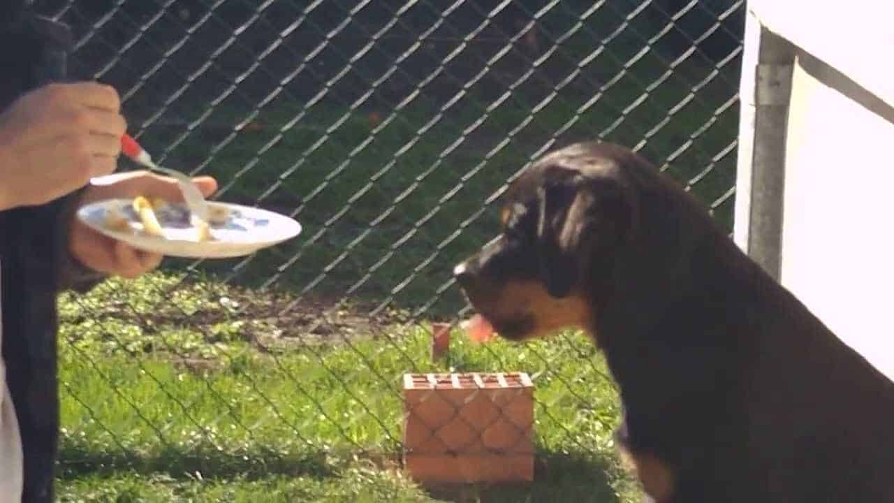 Fruit Treats For Rottweilers Make Them A Regular Part Of Your Dog’s