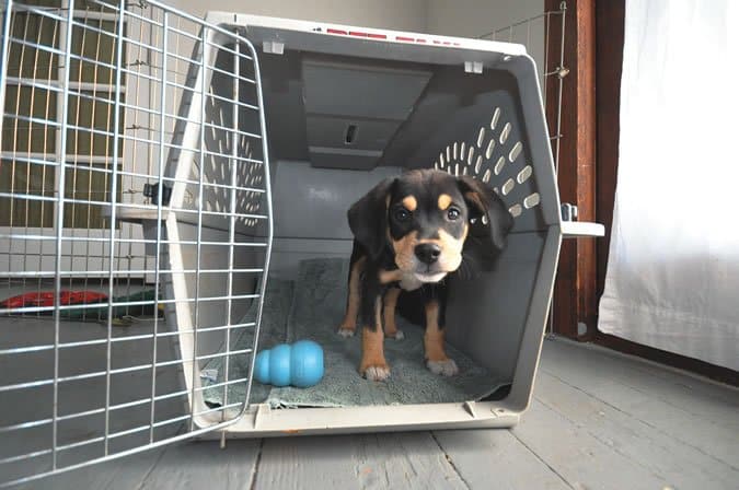 Crate Training Your Rottweiler Is Easier Than You Think 1 crate training your Rottweiler