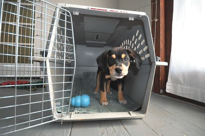 crate training your Rottweiler