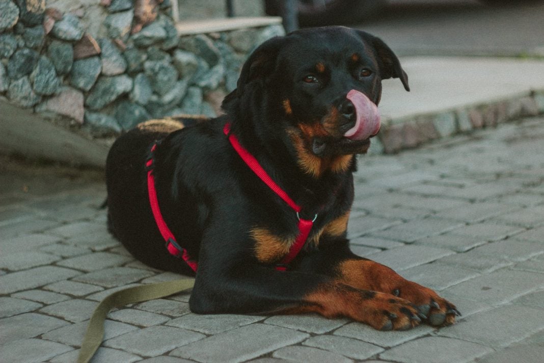 take care of your Rottweiler