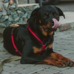 take care of your Rottweiler