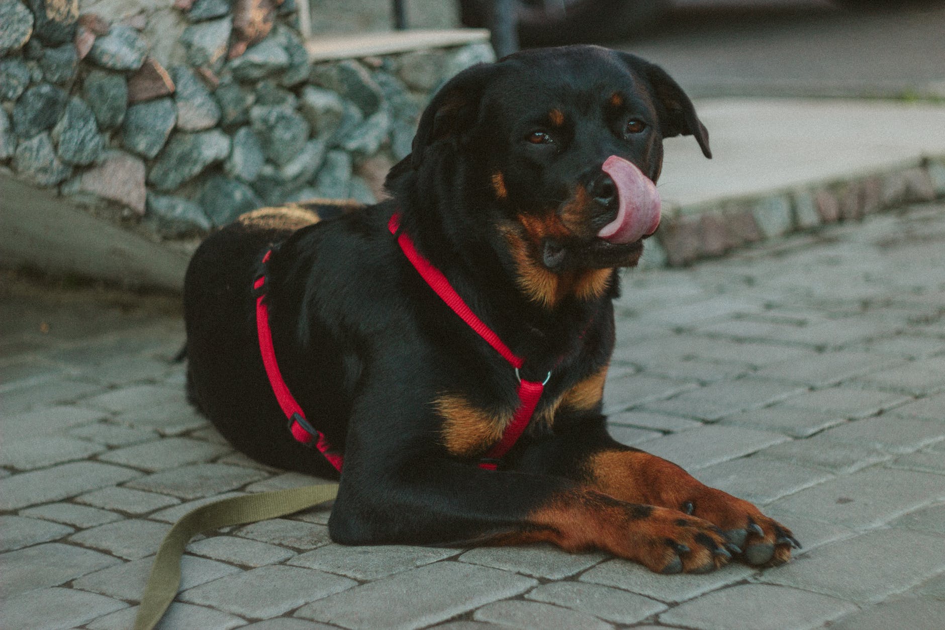 Take Care Of Your Rottweiler: A Few Tips To Keep Them Happy And Healthy 7 Take Care Of Your Rottweiler: A Few Tips To Keep Them Happy And Healthy