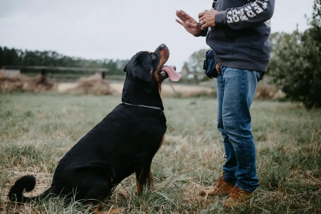 Training a Rottweiler