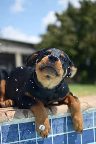 Rottweiler to swim