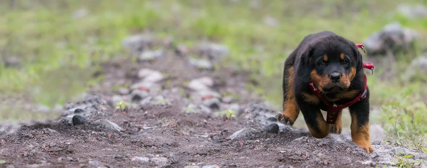 Your Rottweiler Needs Some Toilet Training! 3 Your Rottweiler Needs Some Toilet Training!